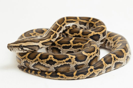 Burmese pythons- Normal