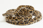 Burmese pythons- Normal