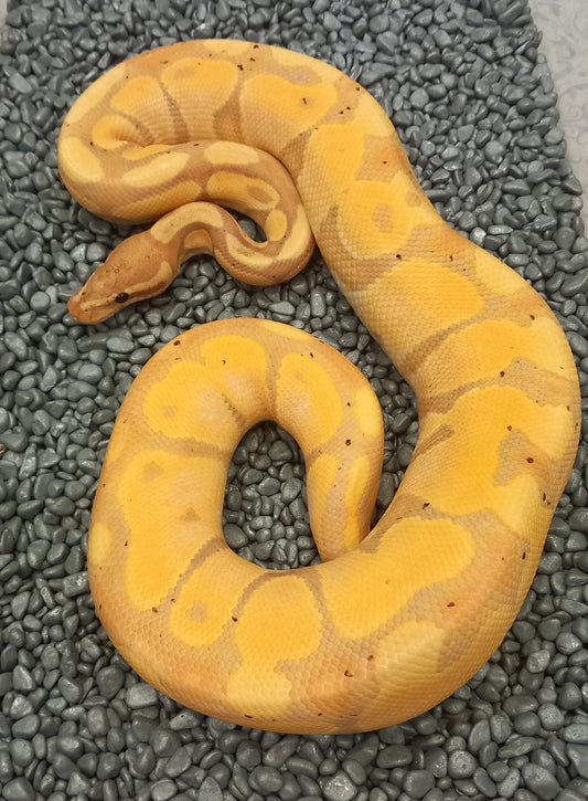 Banana Calico Poss YB male