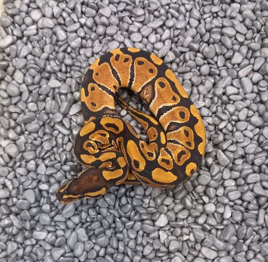 Normal- Female