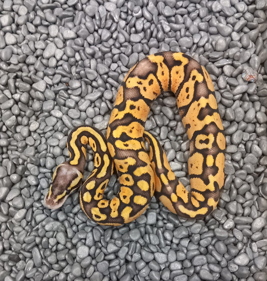 Super pastel - Male