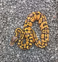 Super pastel - Male