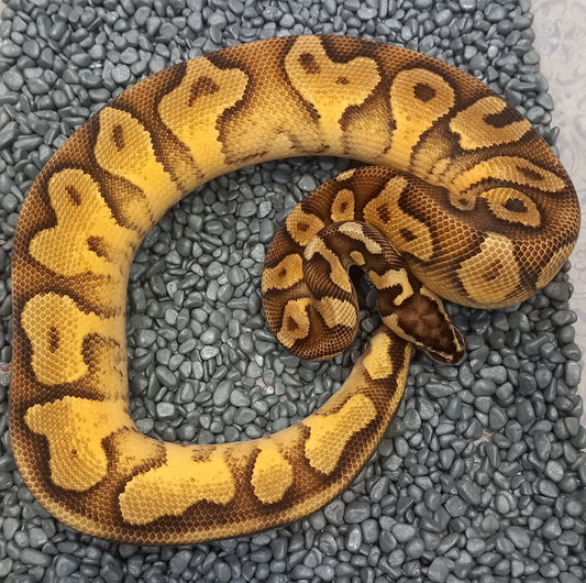 Enchi YB Pastel 100% Het Hypo Poss OD (HI) male