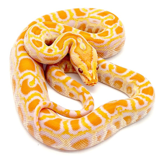 Burmese python- Albino