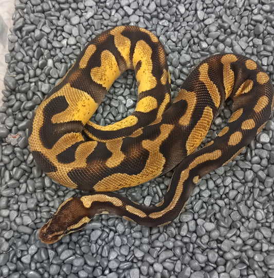 Chocolate Pastel 66% DH Desert Ghost Hypo male