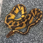 Chocolate Pastel 66% DH Desert Ghost Hypo male