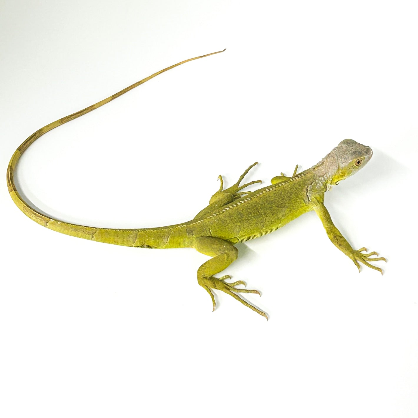 Lime Zero Iguana