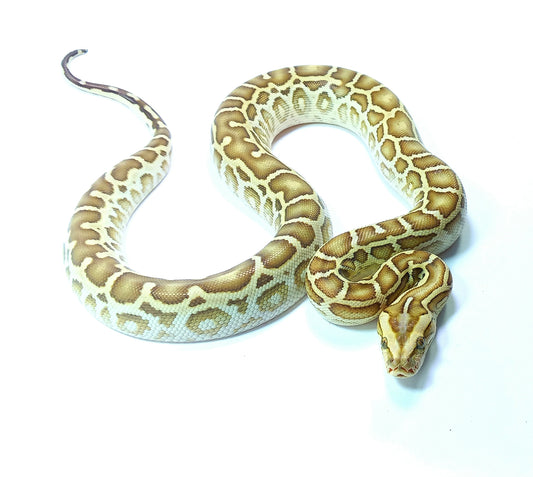 Hypo (Burmese Python)
