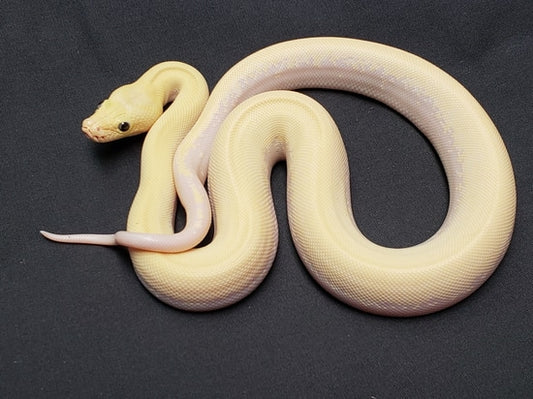 Burmese python- Ivory