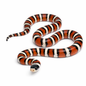 Arizona mountain king snake