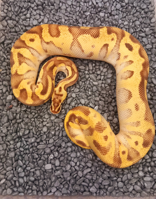 Leopard Enchi Disco Pastel YB 66% Het Paint 50% Het Clown   Male