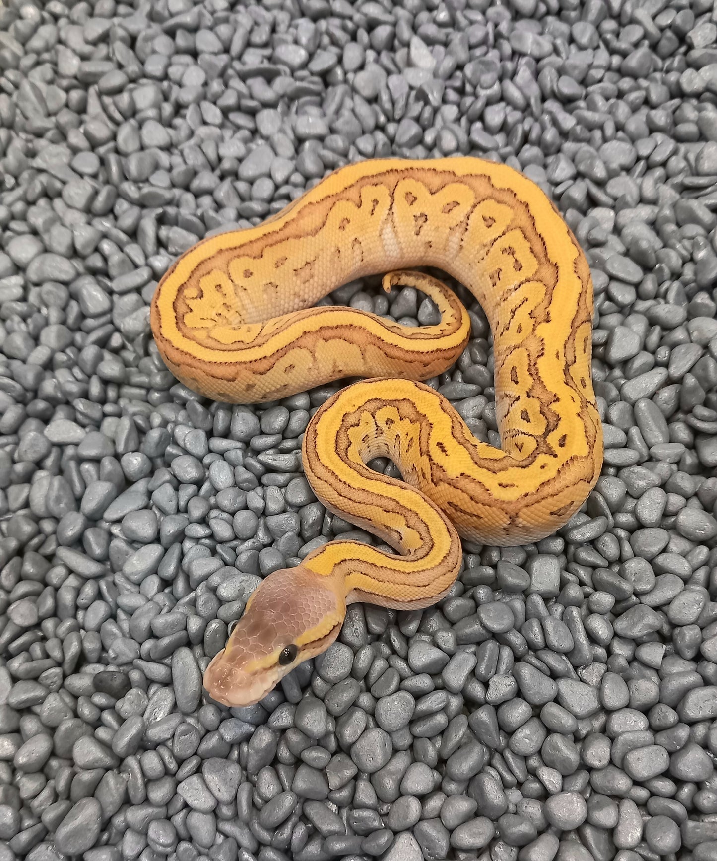 Super pastel Mojave Pinstripe - Female