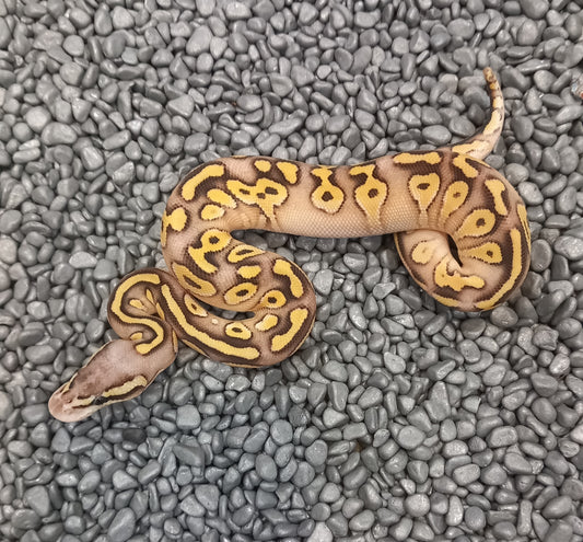 Super pastel Mojave- Female