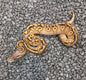 Super pastel Mojave- Female