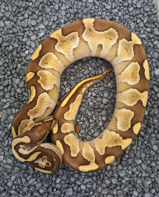 Lesser vanilla  Male
