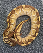 Lesser vanilla  Male