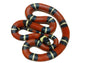 Sinaloan (Milk Snake)