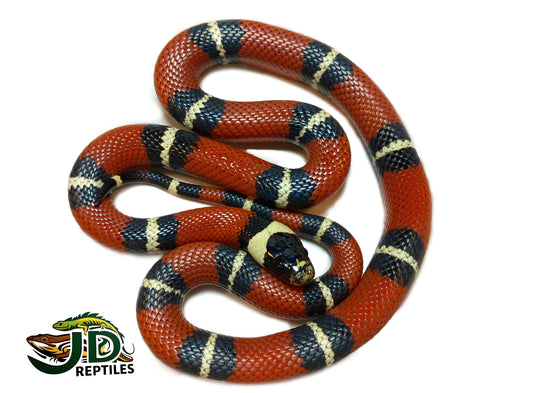 Sinaloan (Milk Snake)