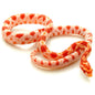 Creamsicle (Corn Snake)
