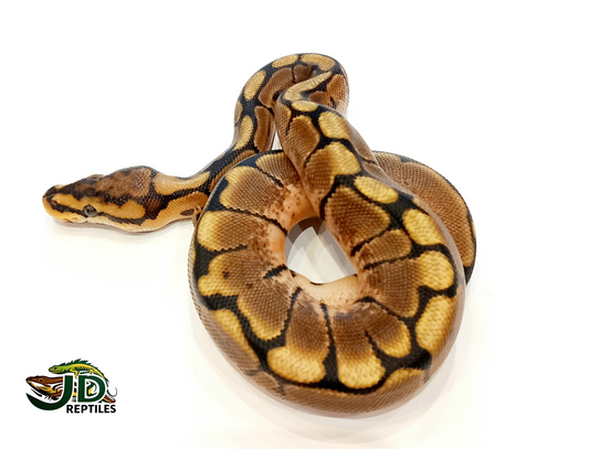 Spider (Ball Python)